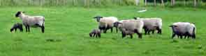 Suffolk