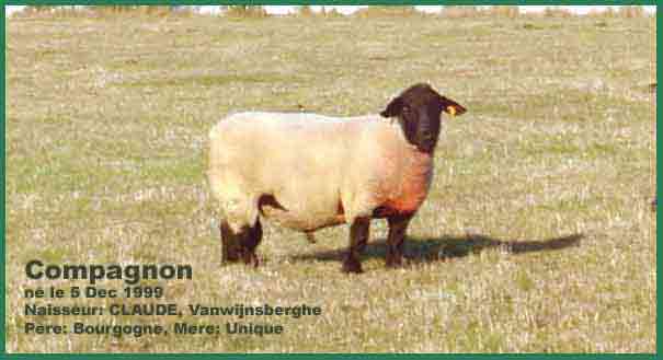 Compagnon