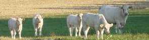 Charolais