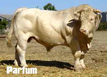 Parfum