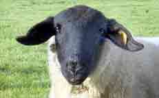 Suffolk
